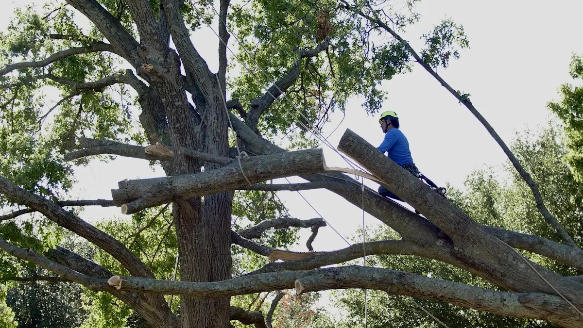 Professional Hazardous Tree Removal performed by certified arborists in Calliham
